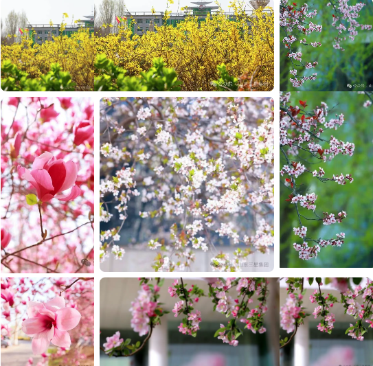 【春滿三星】春色盈庭繪美景 芳華滿目啟新程